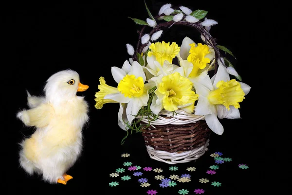 Patinho com cesta de narciso — Fotografia de Stock