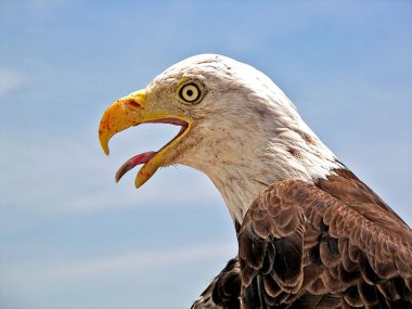 Kel Kartal