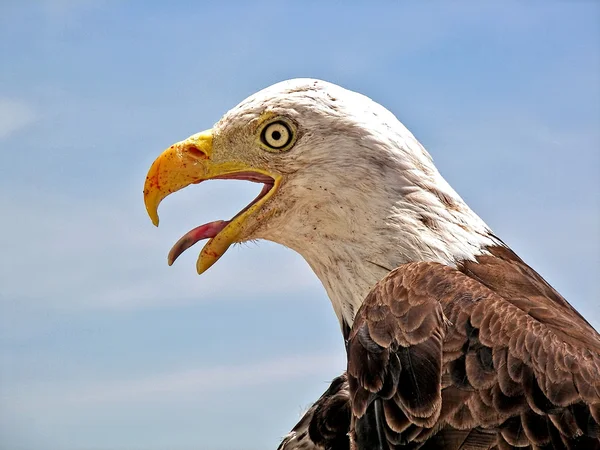 Білоголовий орлан — стокове фото