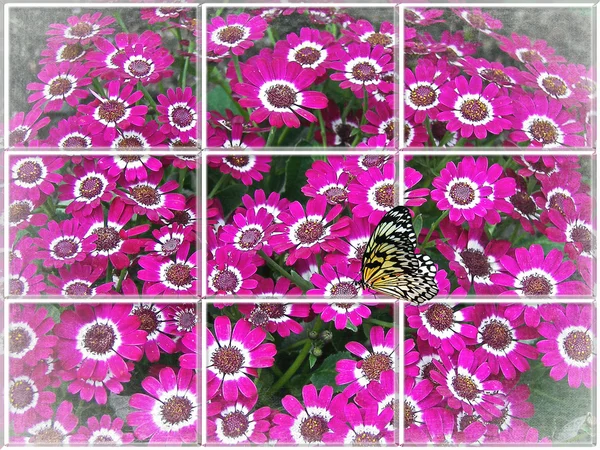 Jardim Dianthus com borboleta — Fotografia de Stock