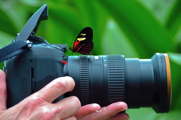 Longa borboleta na câmera — Fotografia de Stock