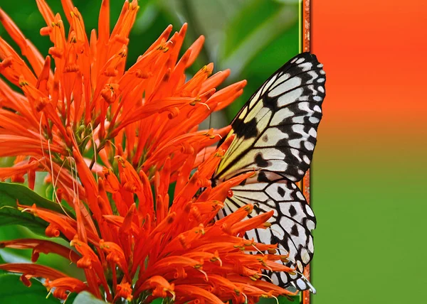 Butterfly in oranje bloemmariposa en flor de naranja — Stok fotoğraf