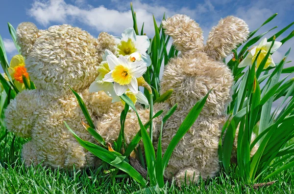 Teddy bear and bunny in daffodils — Stock Photo, Image