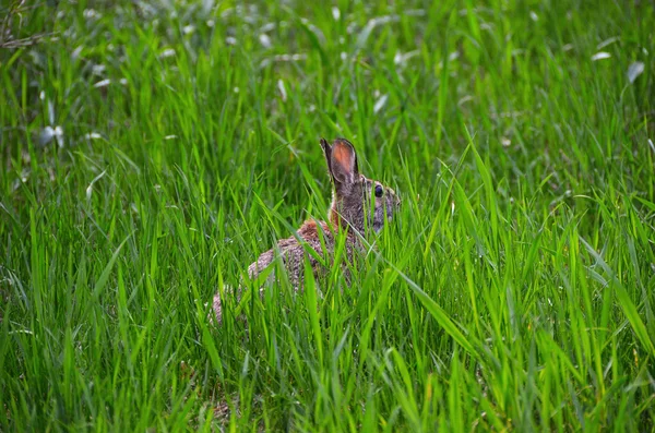 Rabbit hiding in grass — Zdjęcie stockowe