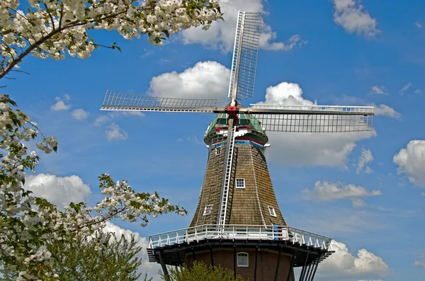 Kiraz çiçekleri ile Hollanda Yeldeğirmeni — Stok fotoğraf