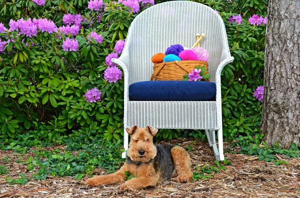 Welsh terrier with yarn basket — Stock Photo, Image