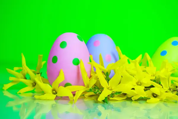 Easter eggs in forsythia — Stock Photo, Image