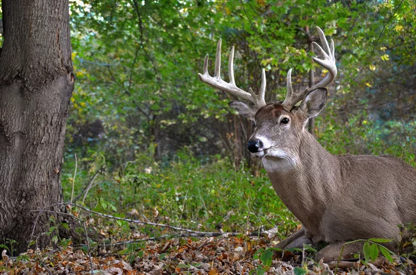 Big buck w lesie — Zdjęcie stockowe