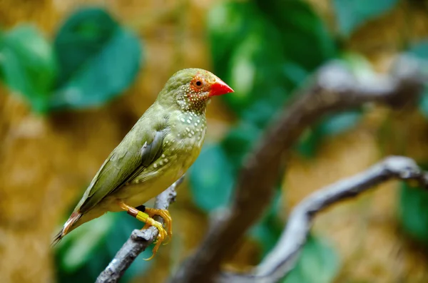 Australian Star Finch — Stock Photo, Image