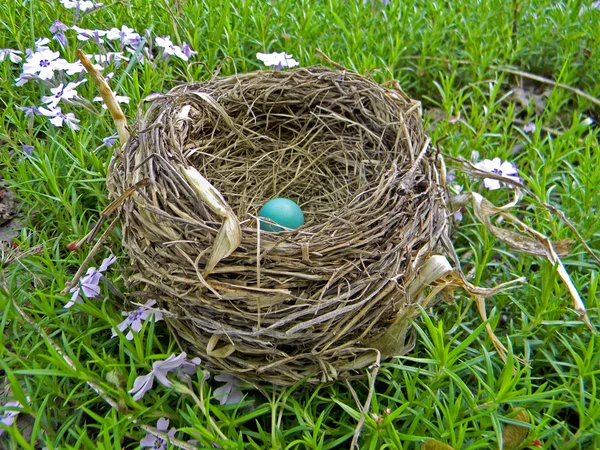 Enstaka robin's ägg i boet — Stockfoto