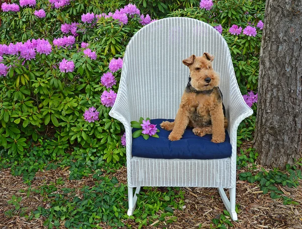 Welsh terrier with rhododendrons — Stock Photo, Image