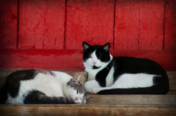 Hambar pisici de dormit — Fotografie, imagine de stoc