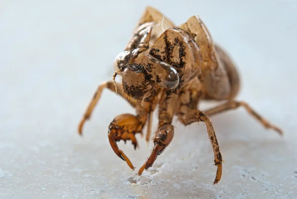 Cicada shell — Stock Photo, Image