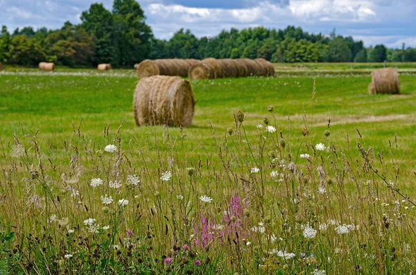 Wildflowers with hay bales — Stock Photo, Image