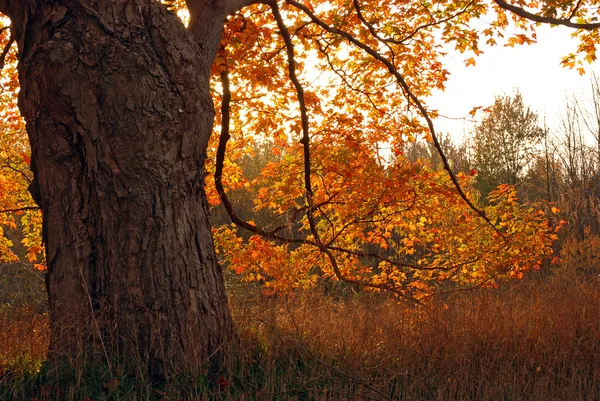 Quercia autunno — Foto Stock