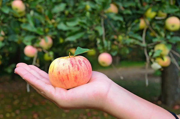 Ruka drží jablko — Stock fotografie