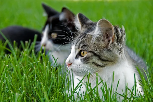 Tabby kittens in grass — Stock Photo, Image