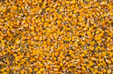 Chicken feed
