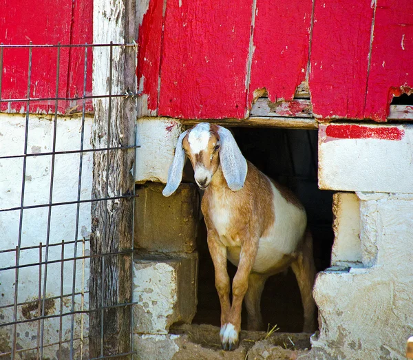 Ziege im Stall — Stockfoto