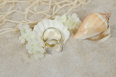 Alyans ve kabukları