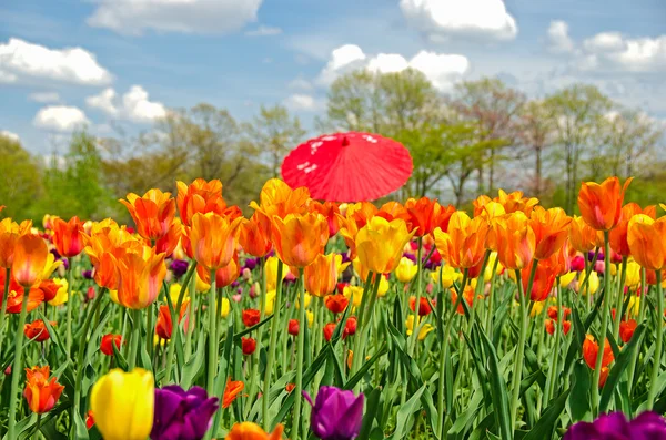 Red umbrella in tulips field — Stock Photo, Image