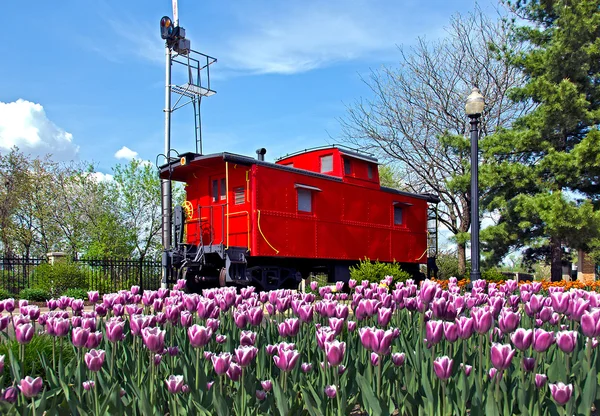 Lale ile parlak kırmızı vagon — Stok fotoğraf