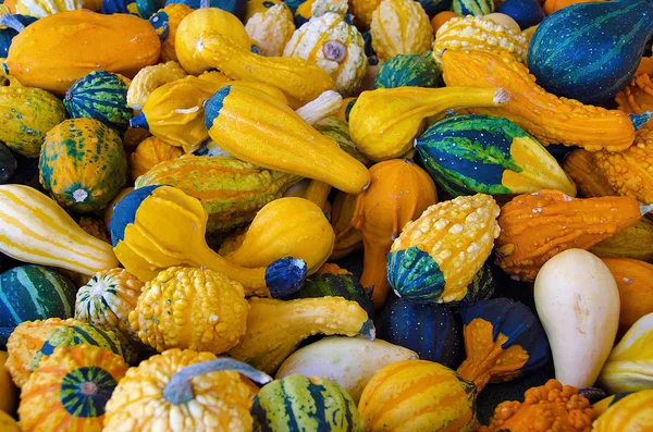 Autumn gourds — Stock Photo, Image