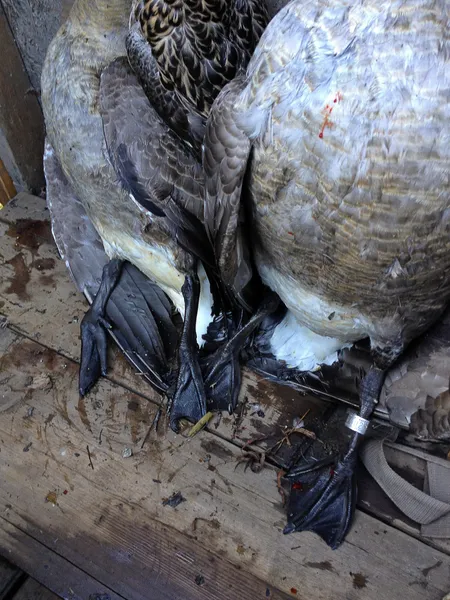 Dead mallard ducks — Stock Photo, Image