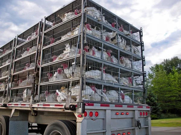 Live turkeys on truck — Stock Photo, Image