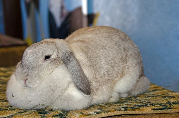 Flauschiges Häschen — Stockfoto