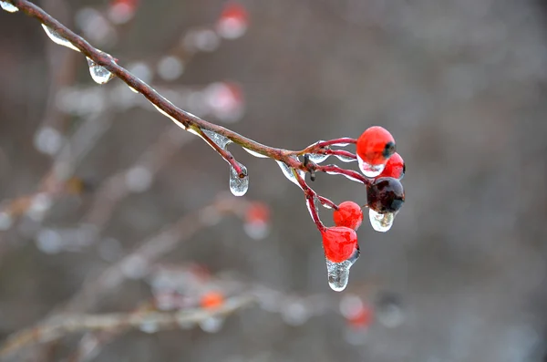 Red berries in ice — Stock Photo, Image