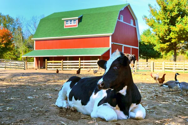 Holstein ko i lagårn — Stockfoto