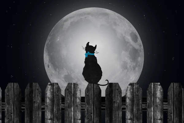 Gato en la cerca con la luna — Foto de Stock