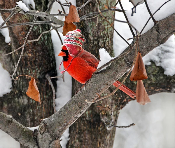 겨울 모자와 추기경 — 스톡 사진