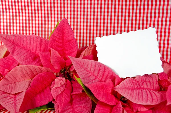 Poinsecja kwitnie na bawełniany materiał w kratkę — Zdjęcie stockowe