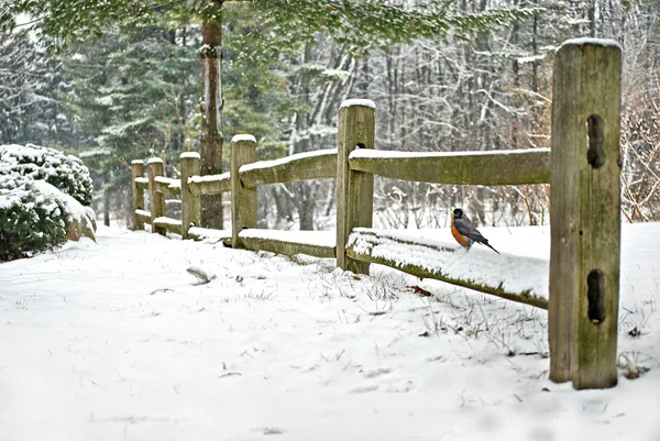 Robin op winter hek — Stockfoto