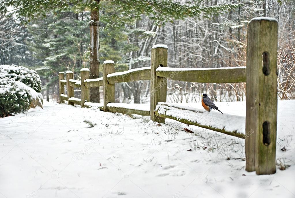 Robin on winter fence