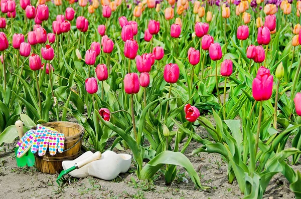 Wooden shoes in tulip garden — Stock Photo, Image