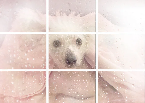 Chinese Crested in window with raindrops — Stock Photo, Image