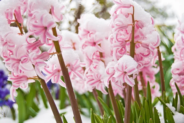 Pink hyacinths in snow — Stock Photo, Image