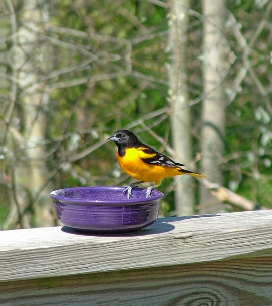 Baltimore Oriole na fioletową miskę — Zdjęcie stockowe