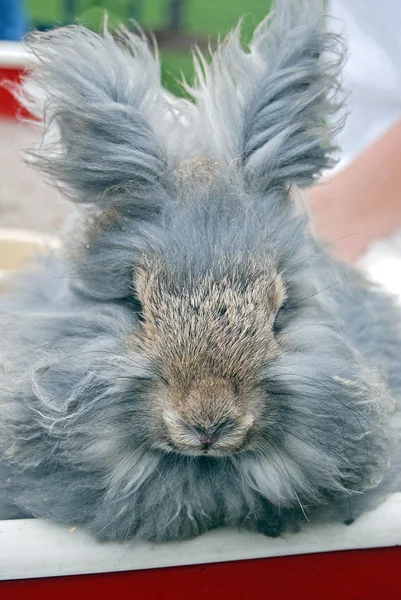 灰色长毛兔 — 图库照片