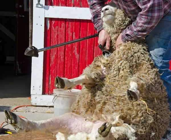 Sheep shearer shearing a sheep — Stock Photo, Image