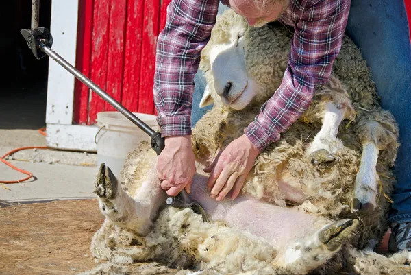 Mans schuintrekken van een schaap — Stockfoto