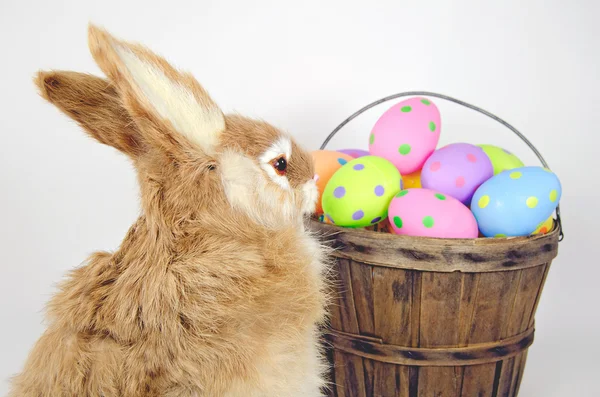 Conejo con huevos de Pascua — Foto de Stock