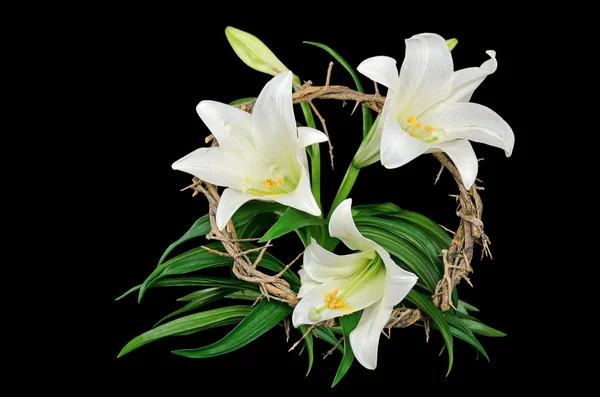 Easter lily with crown of thorns — Stock Photo, Image