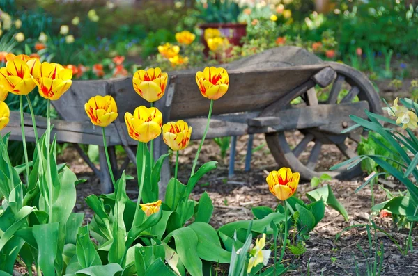 Vintage wheelbarrow with tulips — Stock Photo, Image