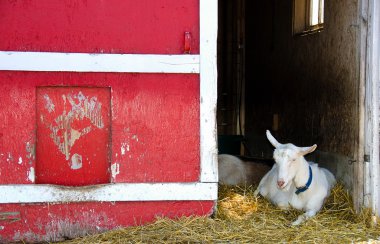 Beyaz Keçi kırmızı ahır tarafından