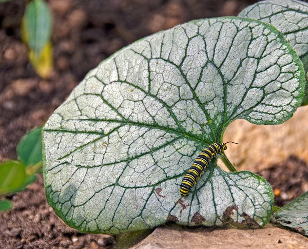 Oruga monarca — Foto de Stock