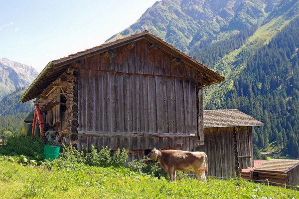 牛和谷仓在奥地利 — 图库照片